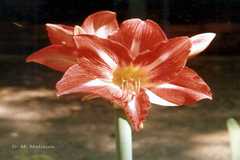 Amaryllis belladonna